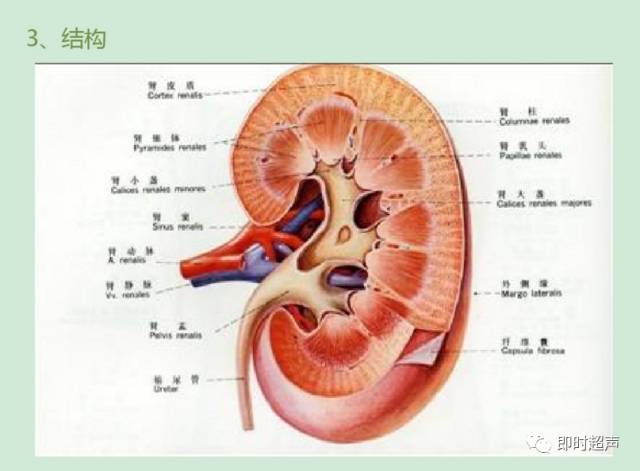 肾结石会有哪些症状怎么治疗