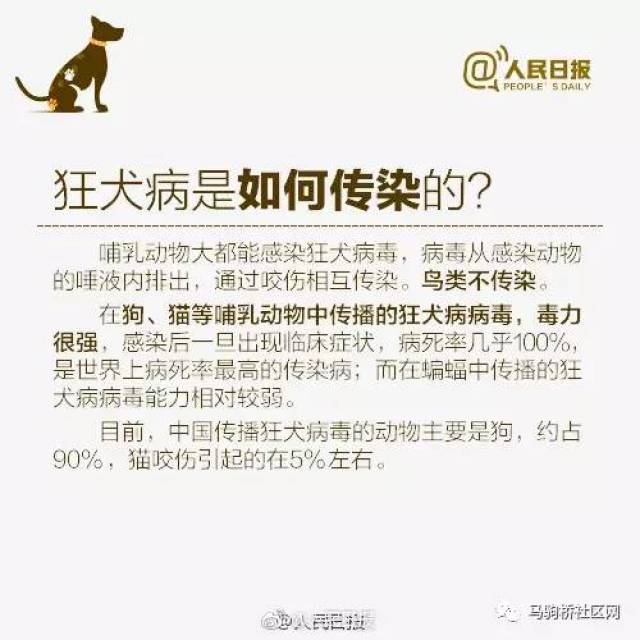 关于男子被狗咬伤后狂犬病发作死亡事件及创新方案解析，稳定评估计划_进阶款57.84.85