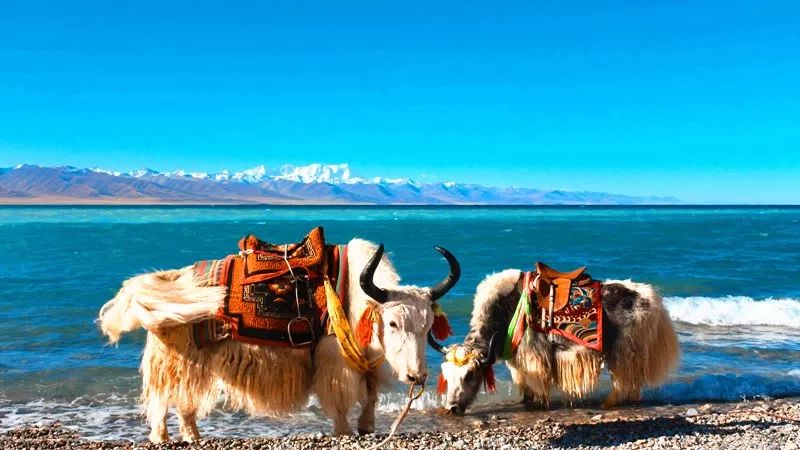 网友在西藏林芝旅游偶遇姜子牙坐骑，神秘之旅与实地应用验证数据的探索，专家分析解释定义_桌面款149.64.61