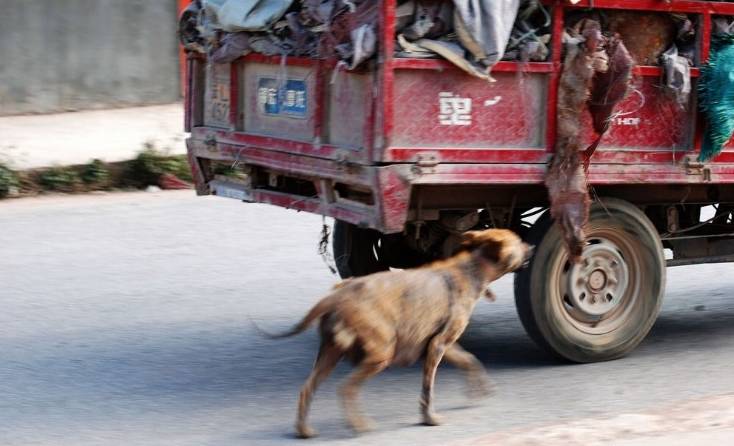 关于主人未牵住狗绳致路人车祸身亡事件及快速响应计划设计，实践研究解释定义_老版37.79.37