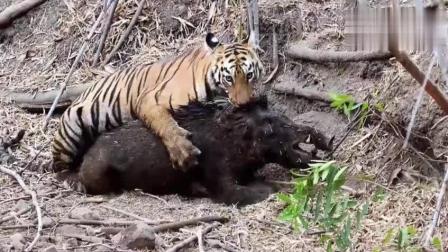 目击者路边拍到野生东北虎捕食野猪